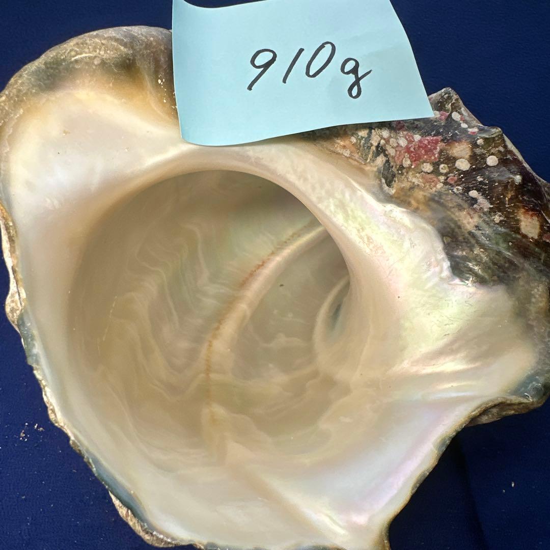 夜光貝　ヤコウ貝　まとめ売り　22個　19kg アクセサリー　ルアー