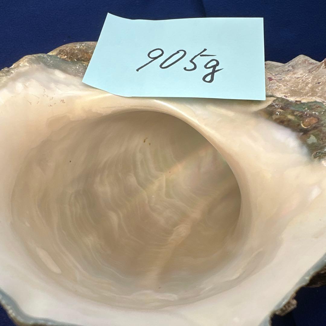 夜光貝　ヤコウ貝　まとめ売り　22個　19kg アクセサリー　ルアー