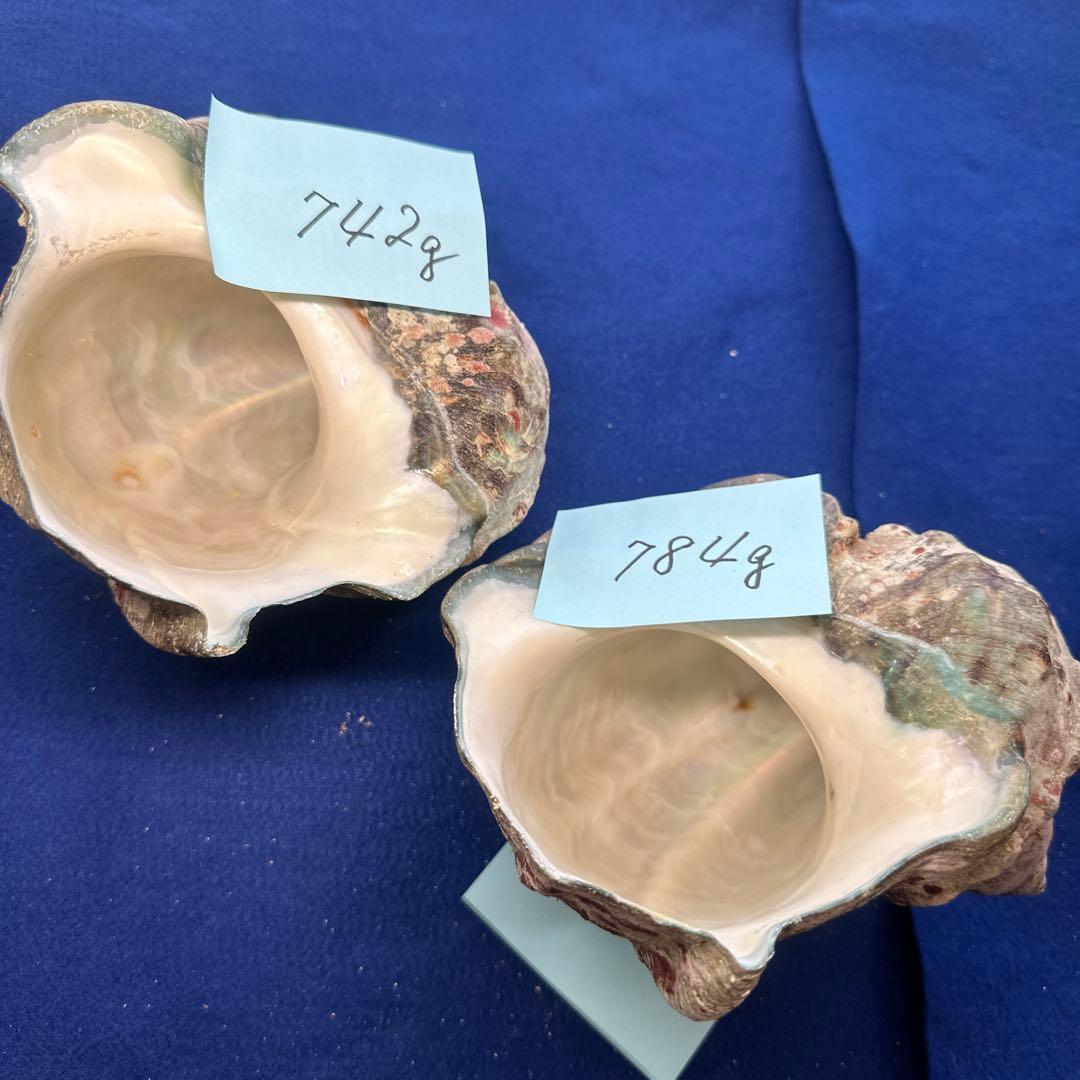 夜光貝　ヤコウ貝　まとめ売り　22個　19kg アクセサリー　ルアー