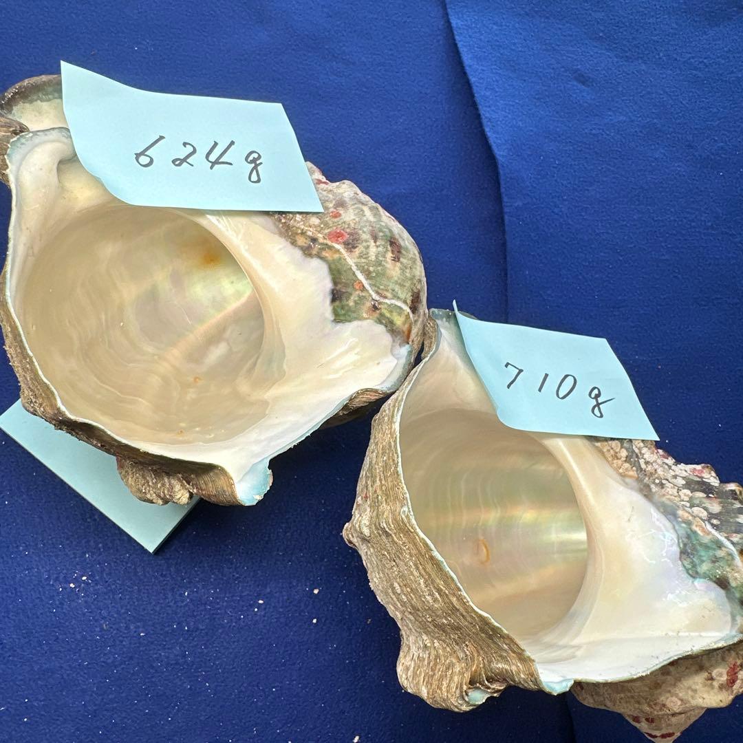 夜光貝　ヤコウ貝　まとめ売り　22個　19kg アクセサリー　ルアー