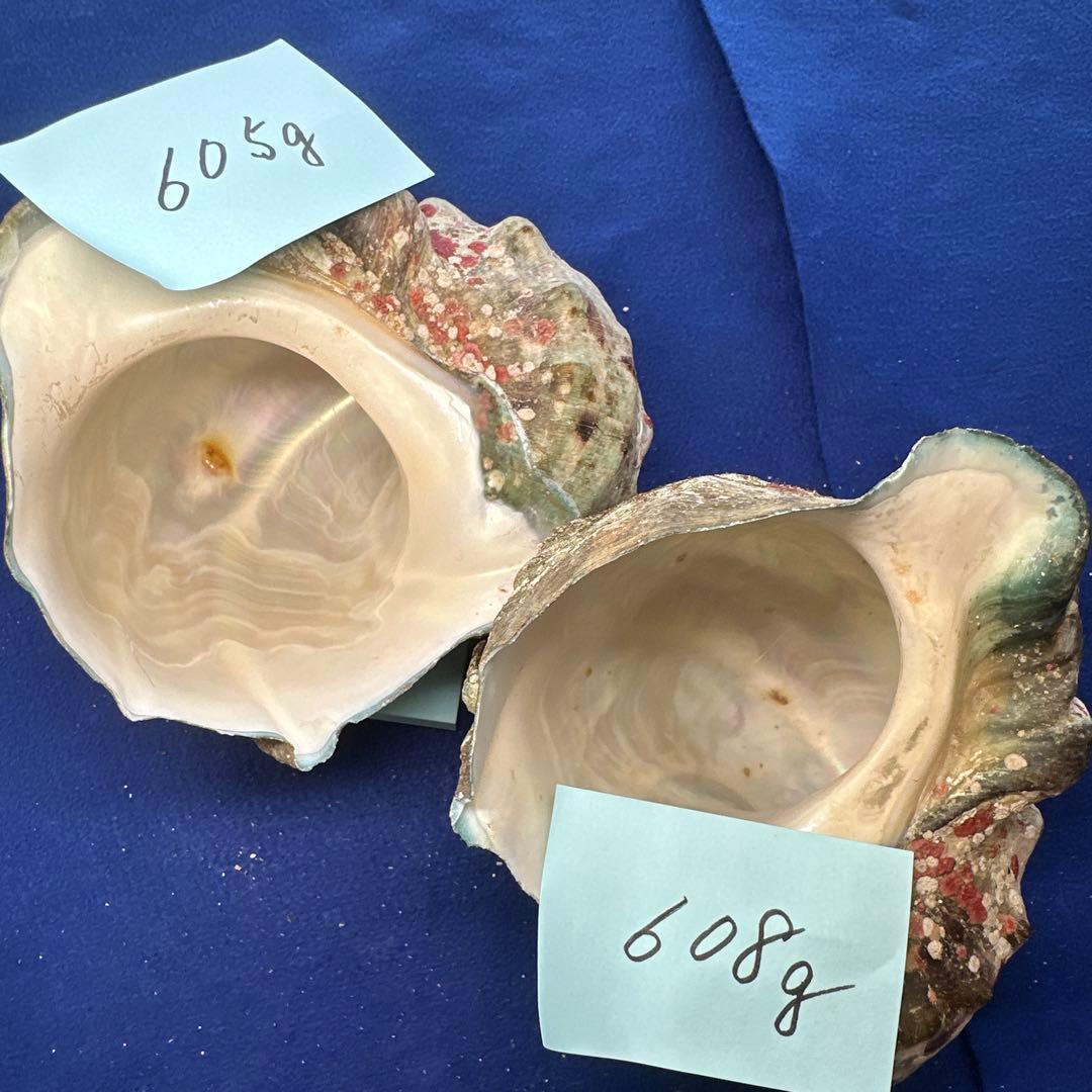 夜光貝　ヤコウ貝　まとめ売り　22個　19kg アクセサリー　ルアー