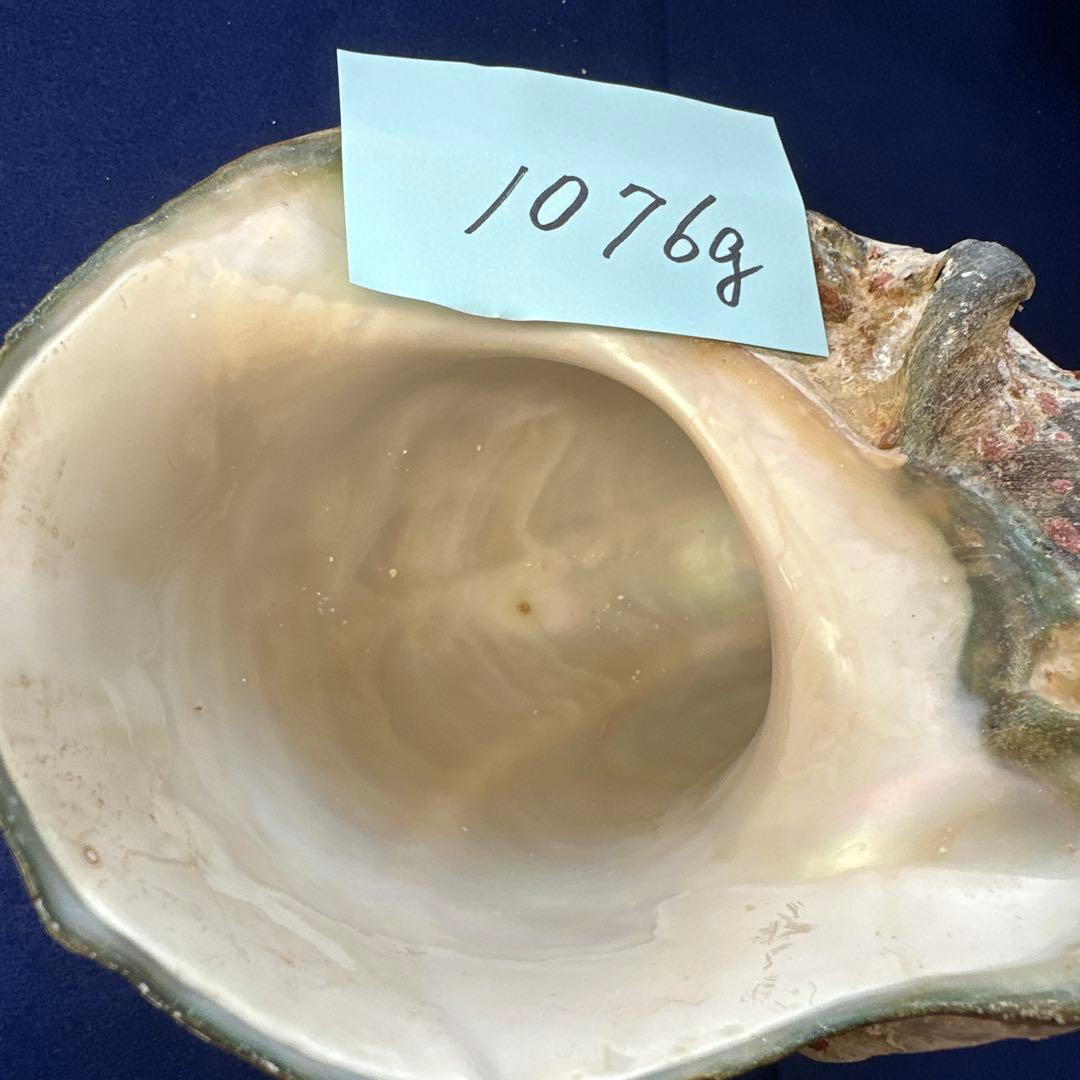 夜光貝　ヤコウ貝　まとめ売り　22個　19kg アクセサリー　ルアー