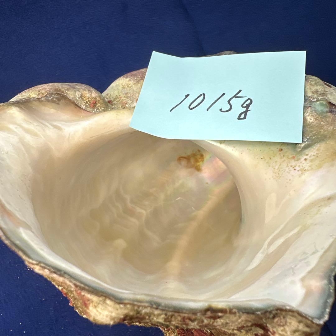 夜光貝　ヤコウ貝　まとめ売り　22個　19kg アクセサリー　ルアー