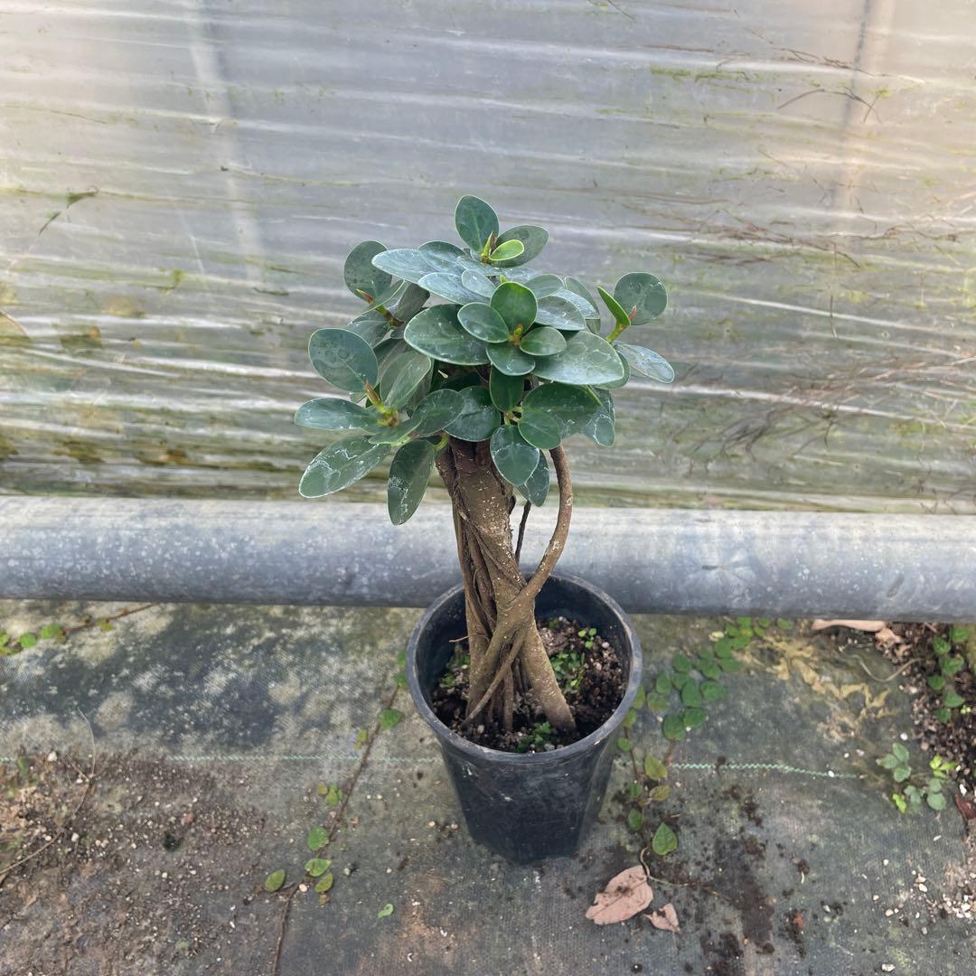 パンダガジュマル　コパンダ接木　3.５号