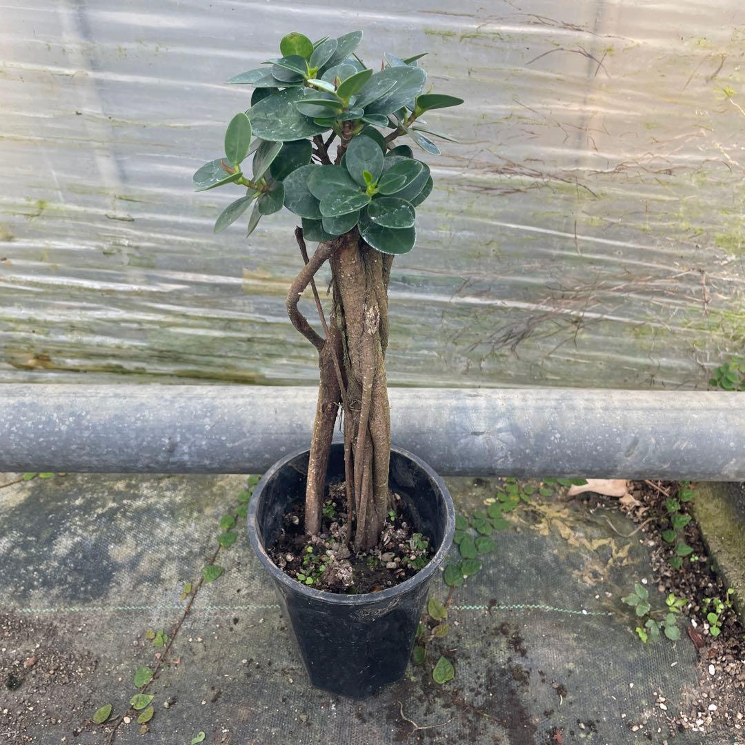 パンダガジュマル　コパンダ接木　3.５号