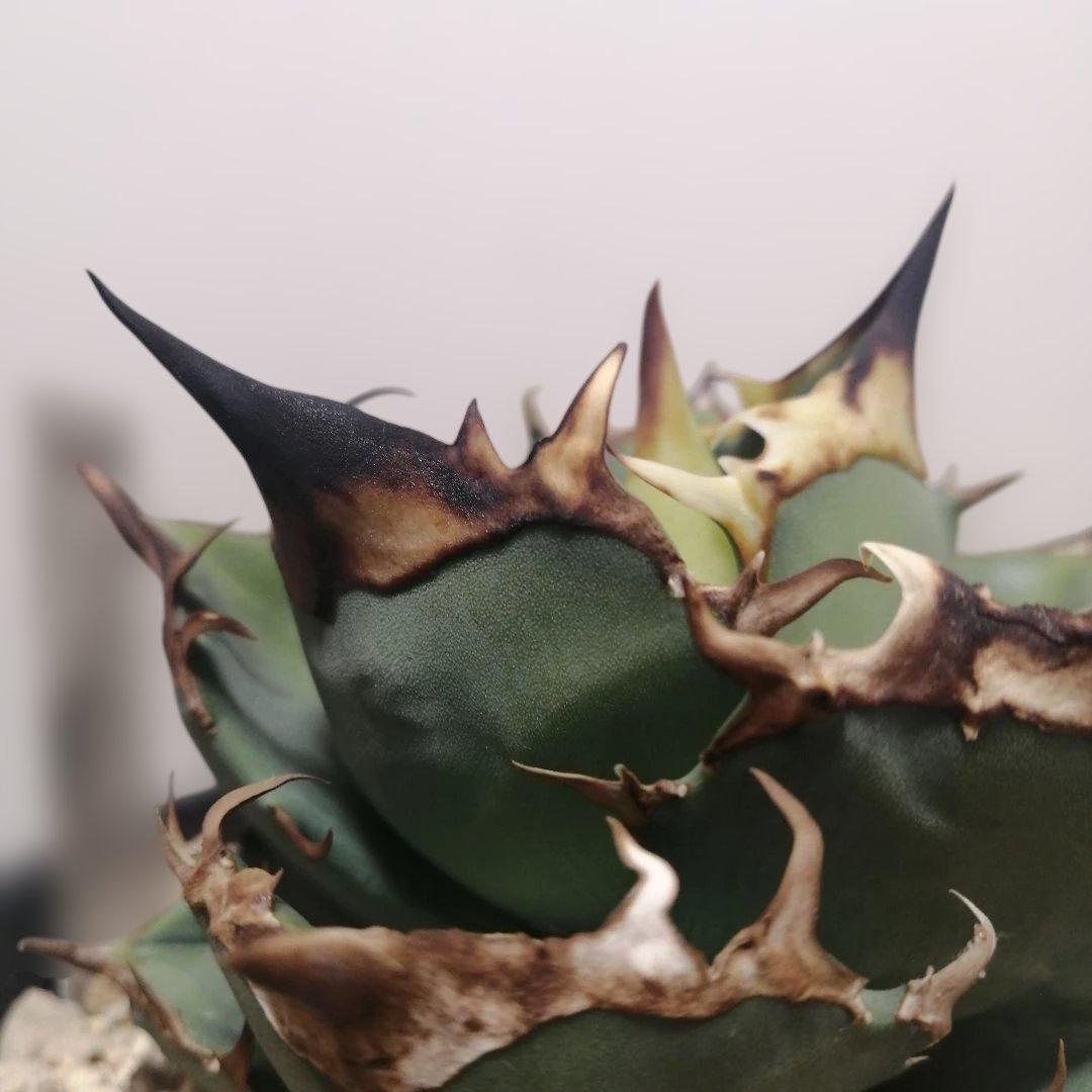 アガベチタノタ　トリケラトプス