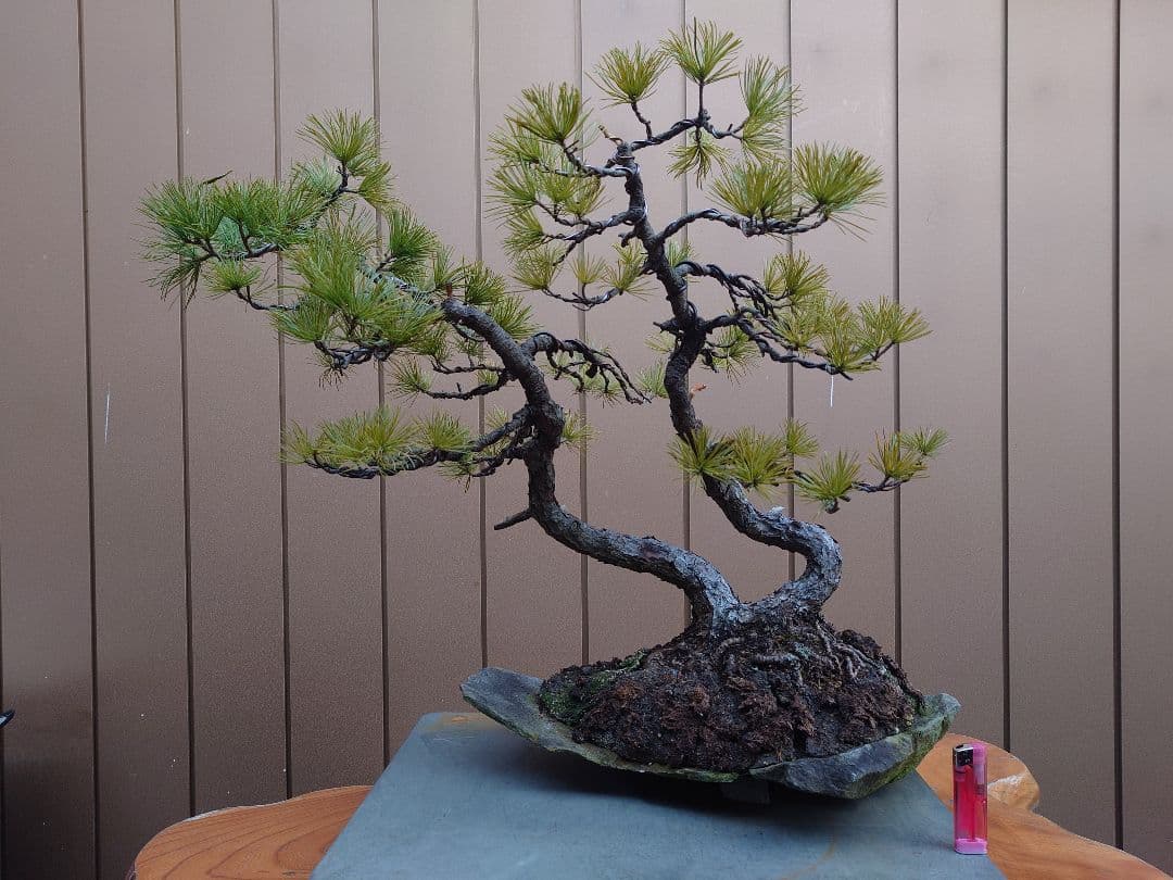 盆栽　五葉松　樹高43cm