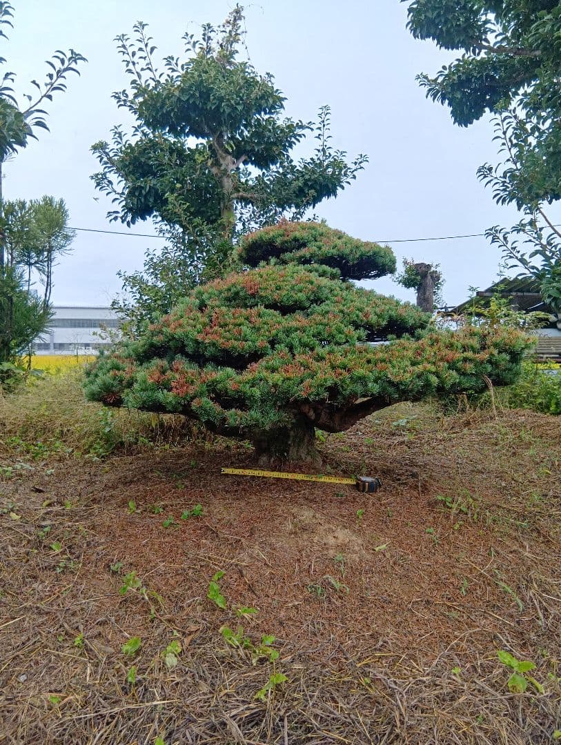八房五葉松（かなり古い木幹直径45cm）