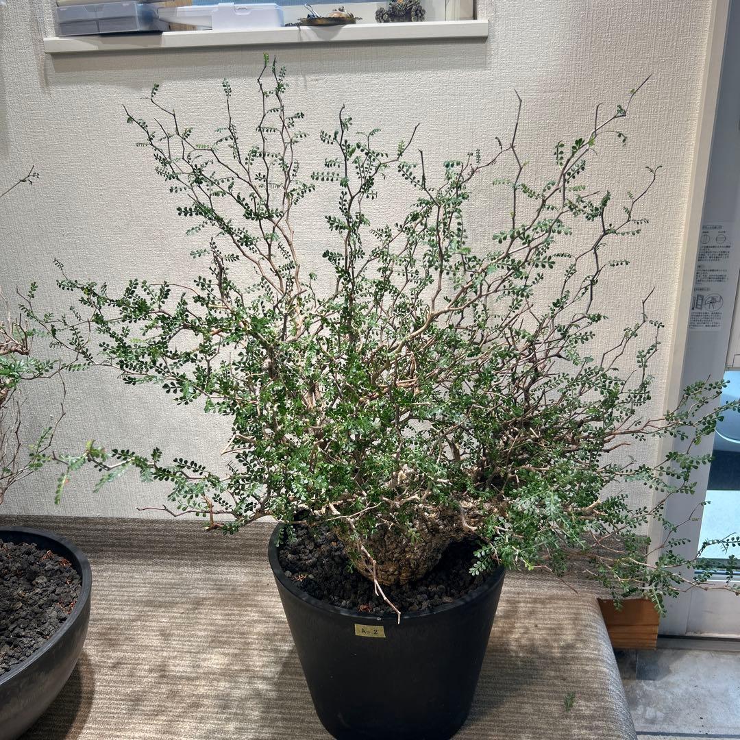 中型 塊根植物 黒鉢　パキプス