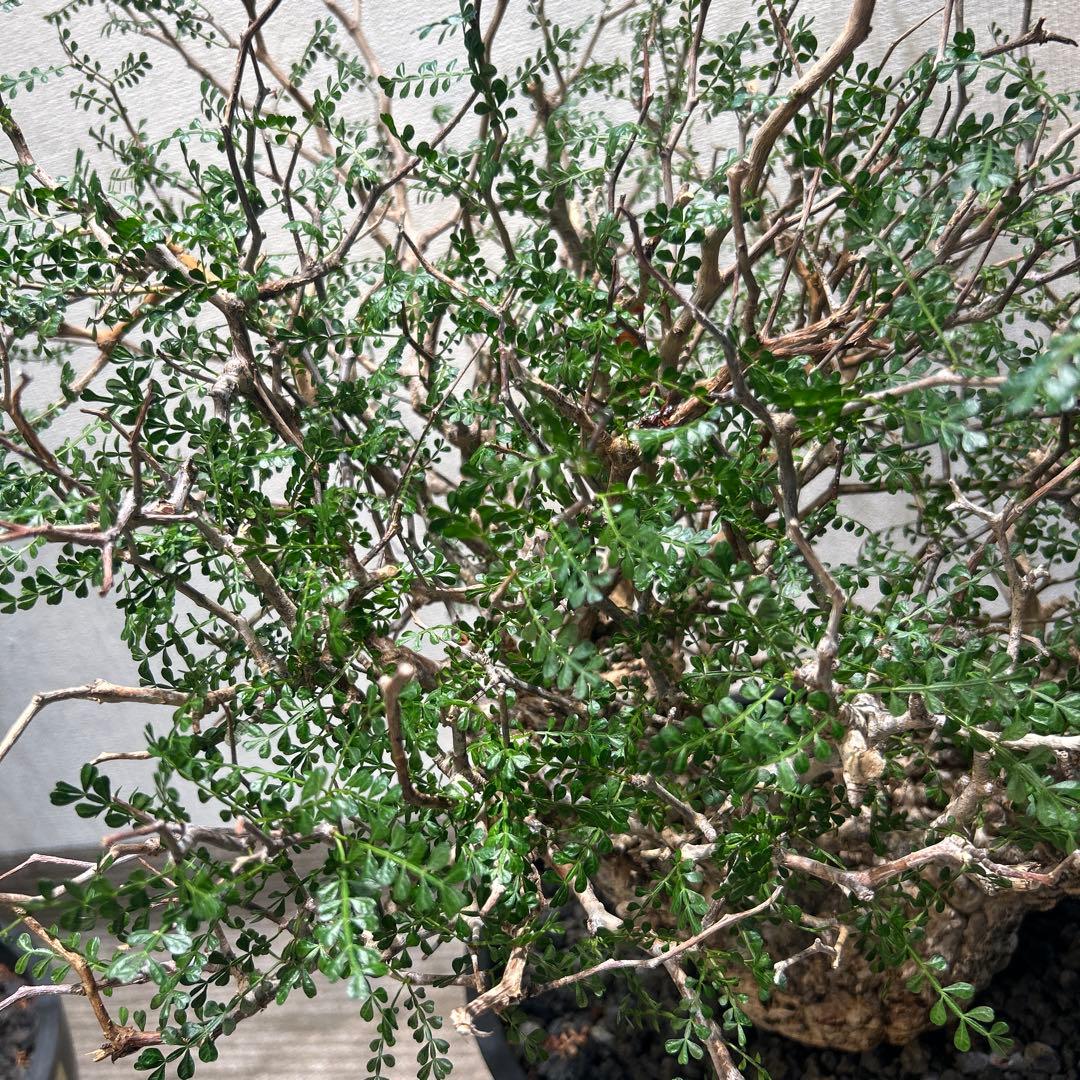 中型 塊根植物 黒鉢　パキプス