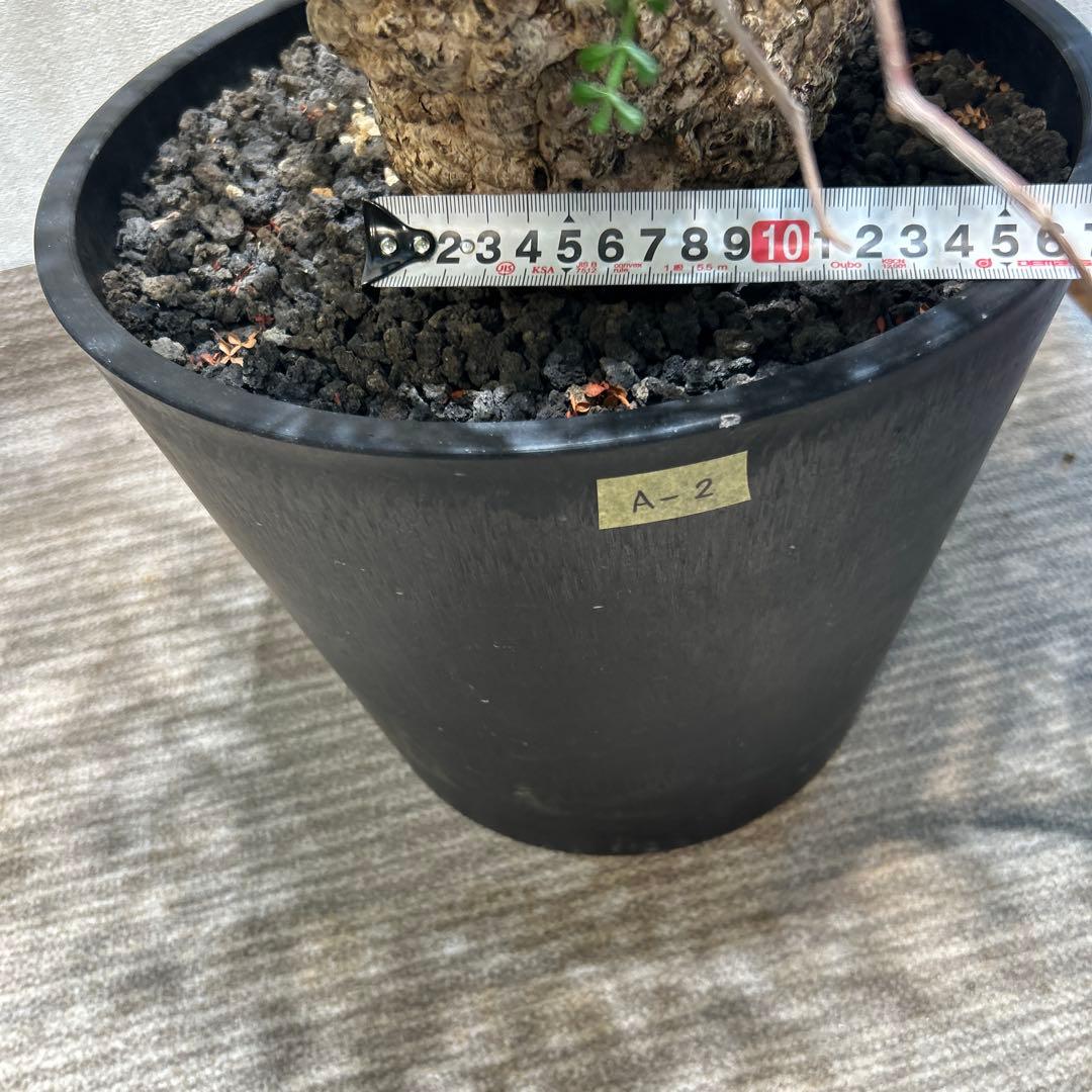 中型 塊根植物 黒鉢　パキプス