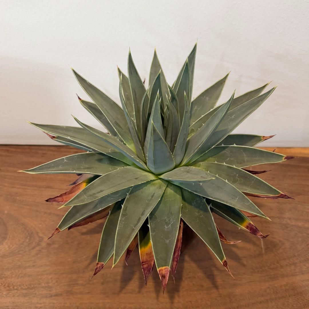 【美株】アロエ ポリフィラ 国内実生株 塊根植物 サボテン 多肉