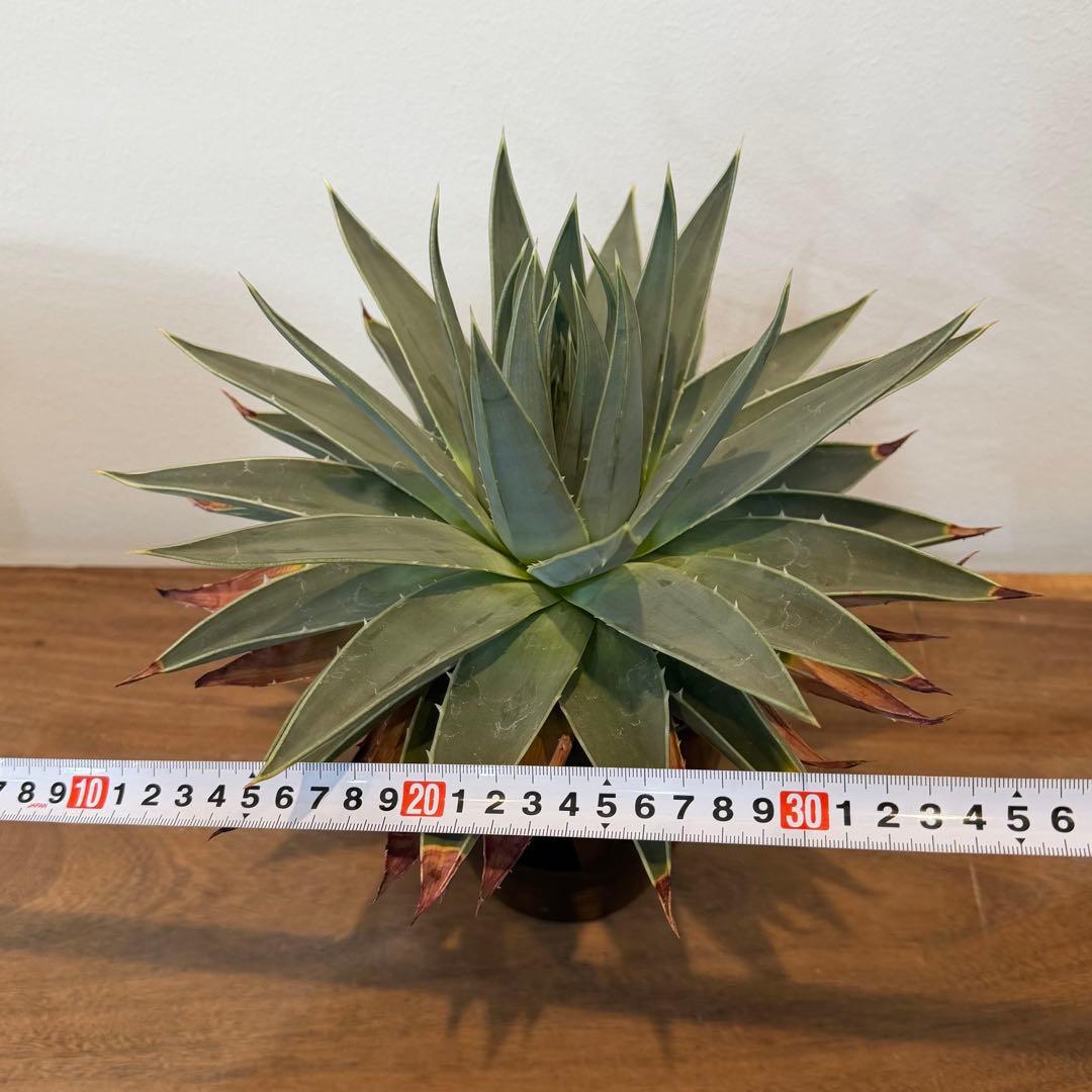 【美株】アロエ ポリフィラ 国内実生株 塊根植物 サボテン 多肉