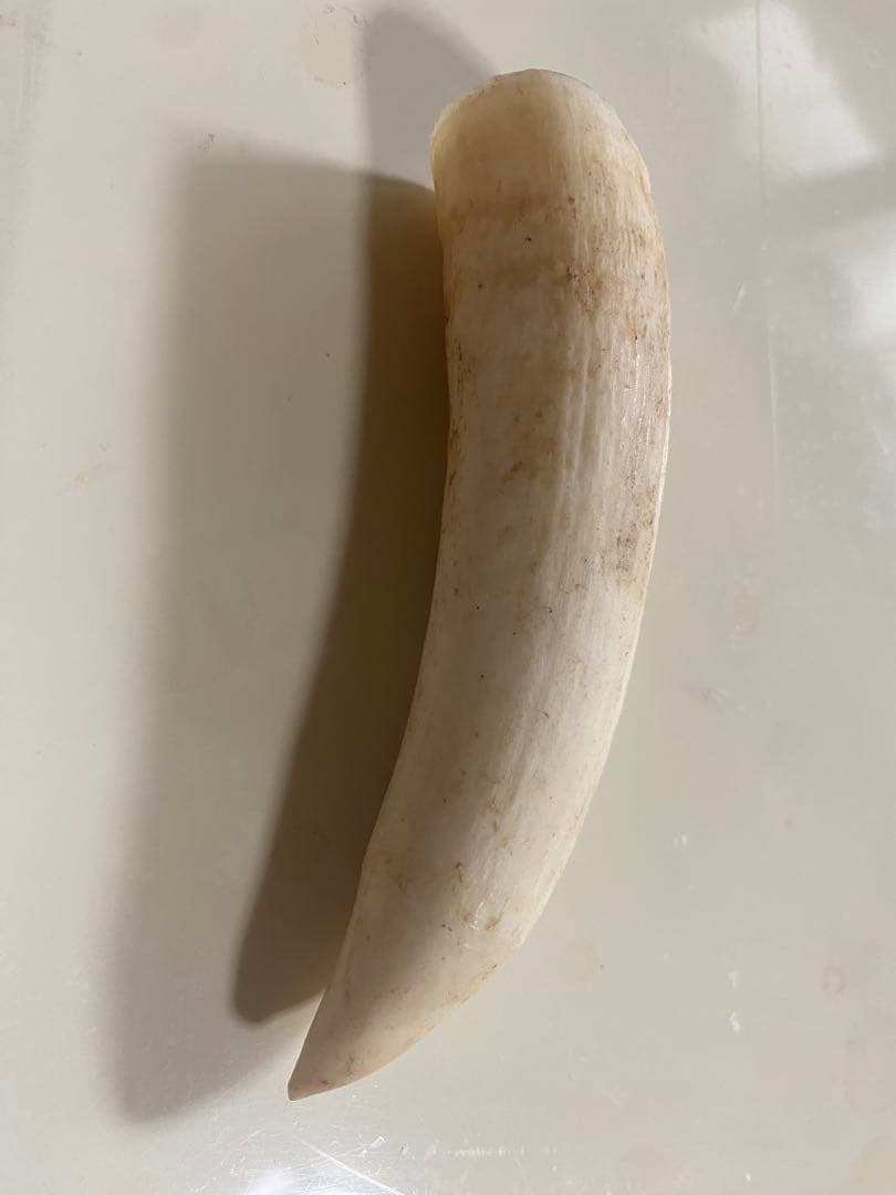 本日20時まで割引中◎マッコウクジラの歯(未加工)