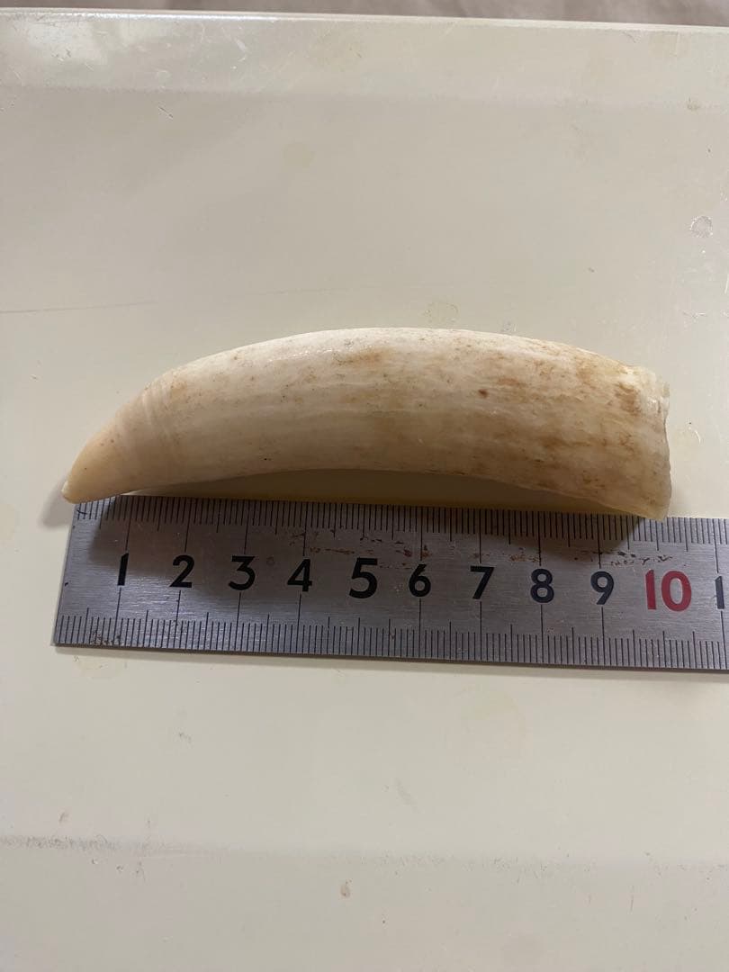 本日20時まで割引中◎マッコウクジラの歯(未加工)