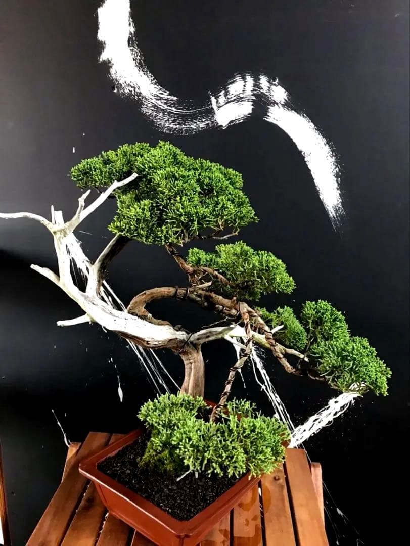 じゃぱ 糸魚川真柏盆栽 中品 ☆★イチオシ★☆