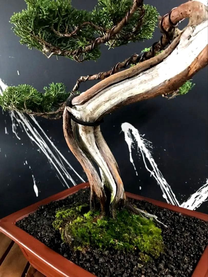 じゃぱ 糸魚川真柏盆栽 中品 ☆★イチオシ★☆