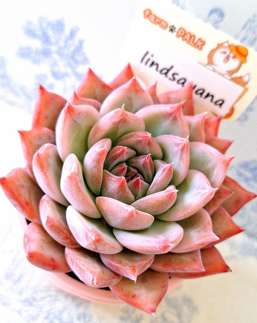 リンゼアナ札付きポットごとメルカリ便ファームパルクさん苗