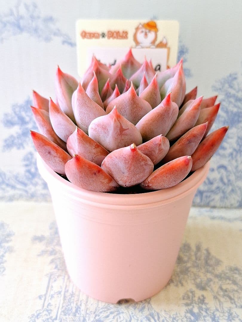 リンゼアナ札付きポットごとメルカリ便ファームパルクさん苗