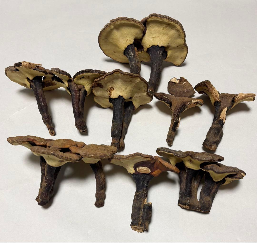 猿の腰掛け(乾燥)