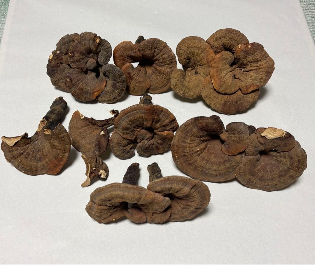 猿の腰掛け(乾燥)