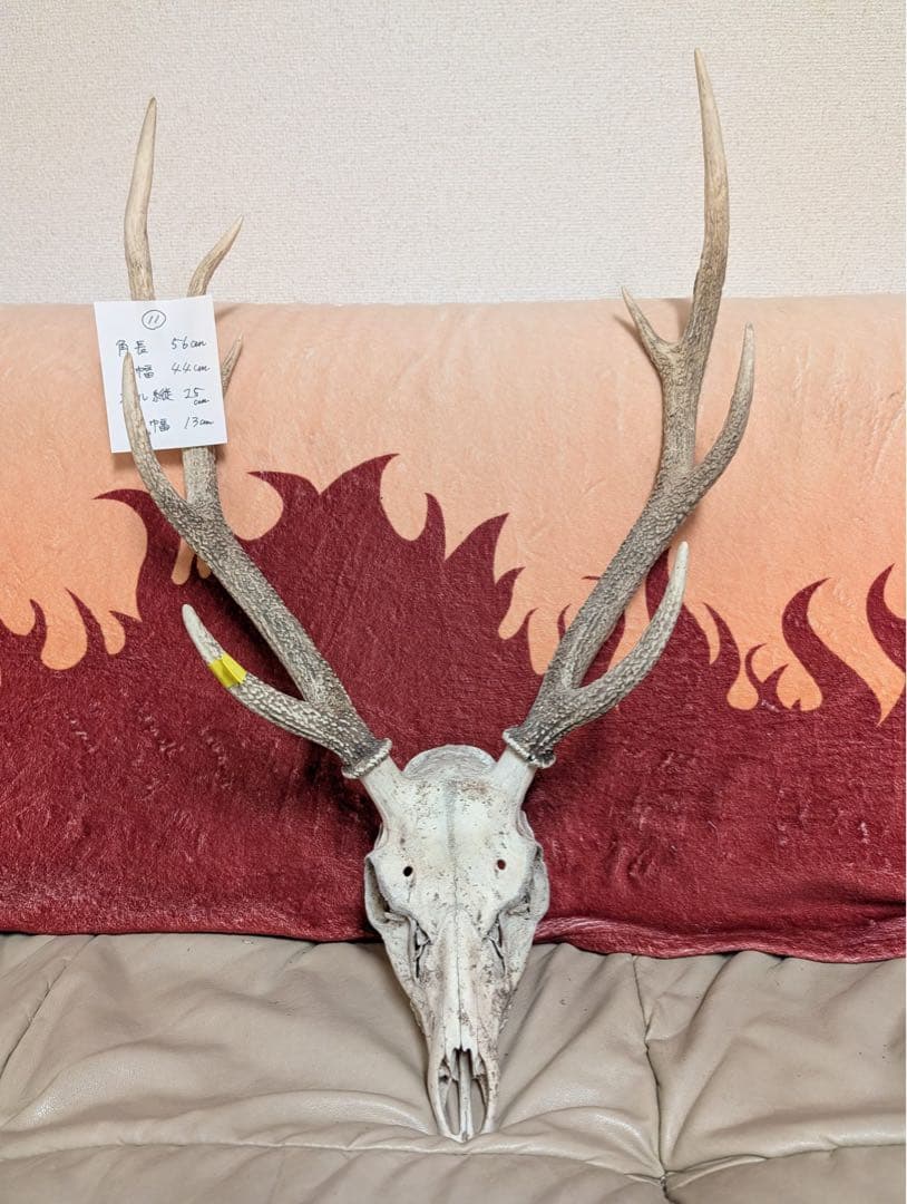 【19個限定】下栗の里　日本鹿　スカル　No.11