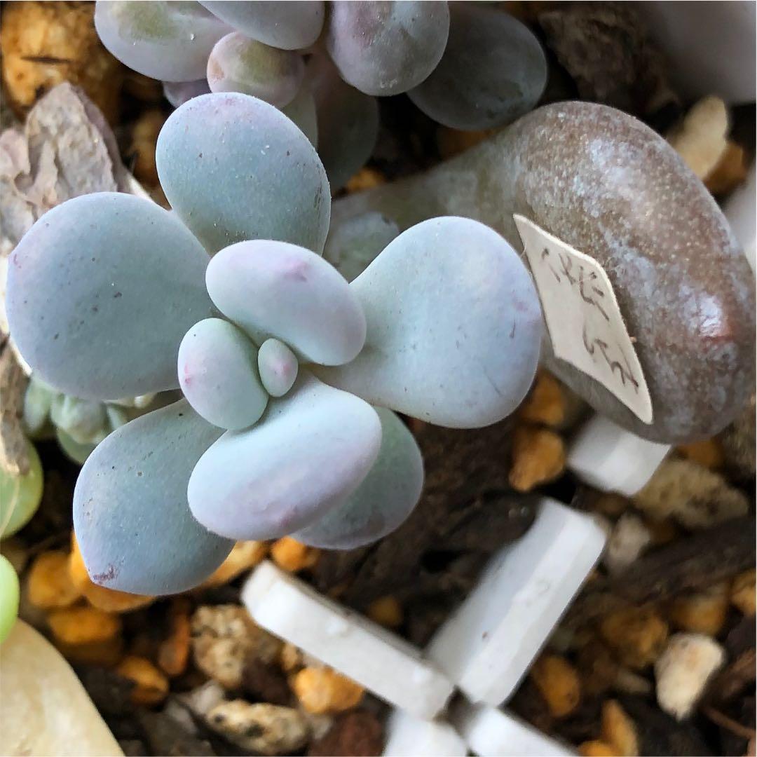 多肉植物^o^ 葉挿し赤ちゃん　ピンクシフォン