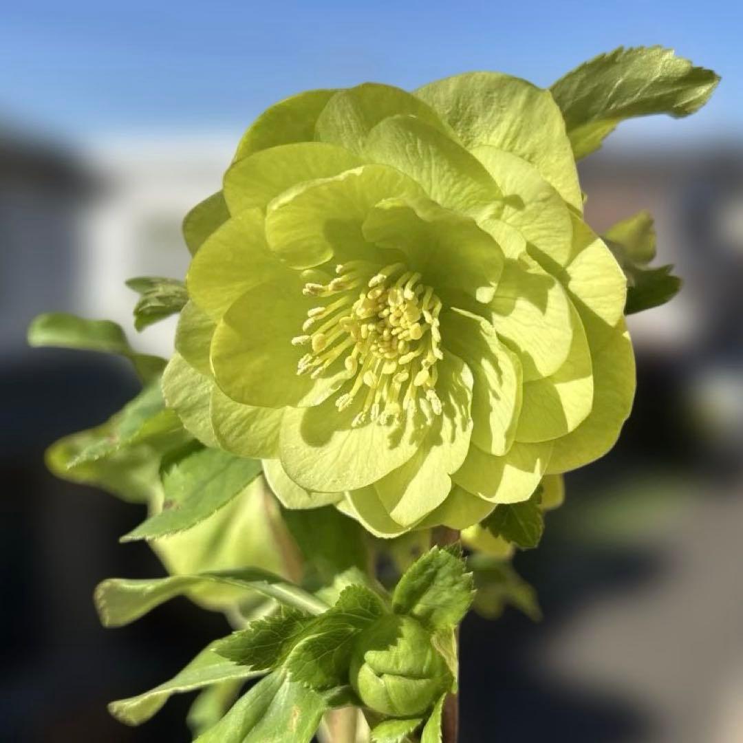 MIYABI　フレグランスグリーン　グリーンリップ　加藤農園　計2苗