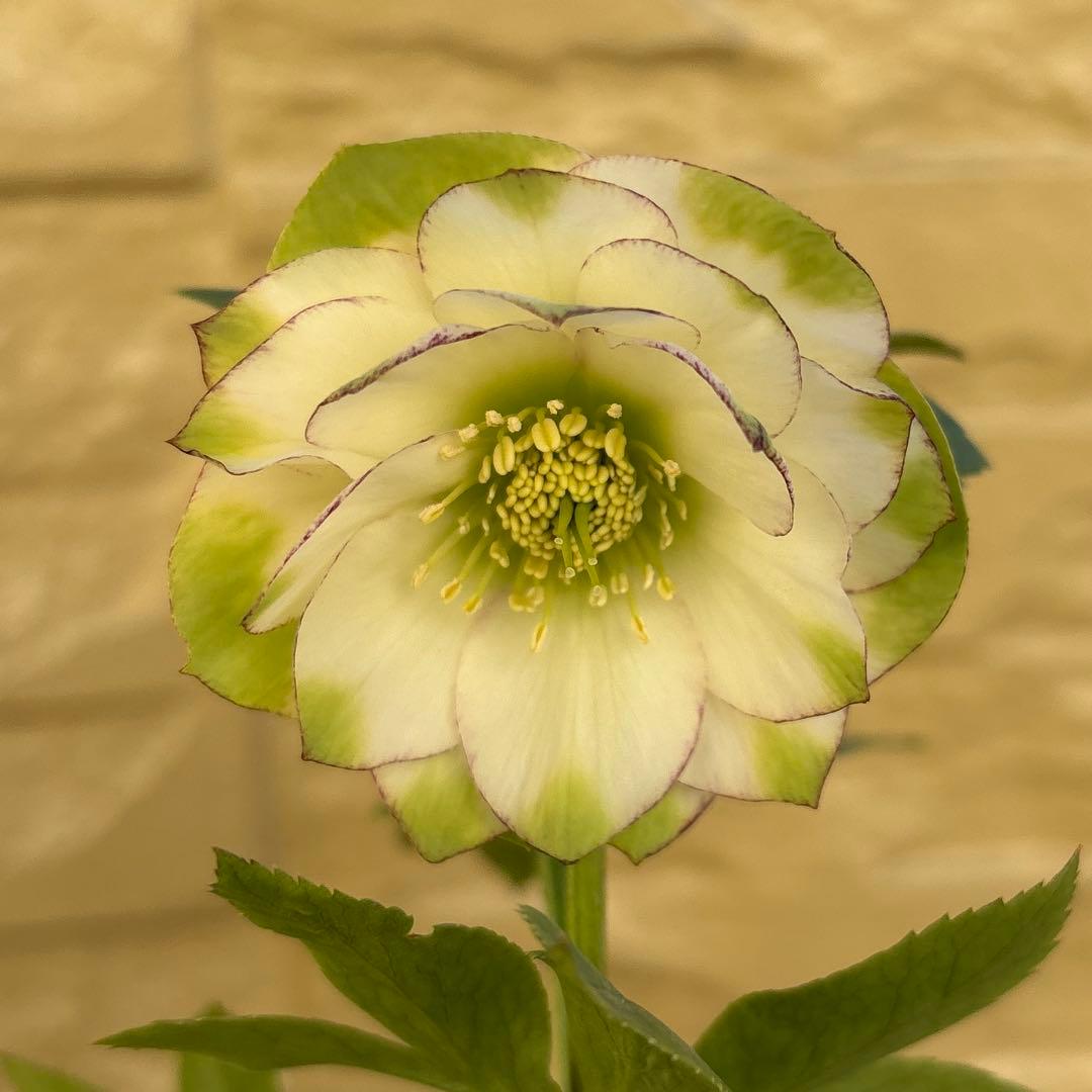 MIYABI　フレグランスグリーン　グリーンリップ　加藤農園　計2苗