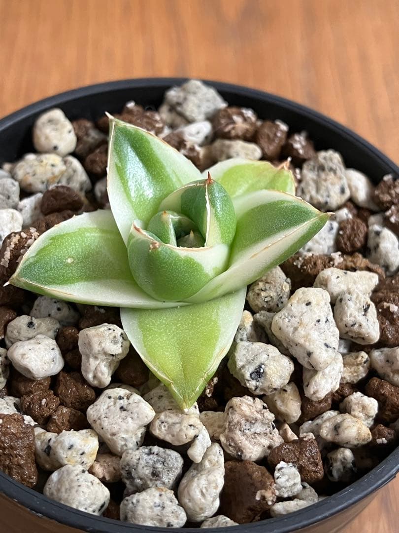 速達【鉢ごと発送】③特選　斑広め　アガべ　王妃笹の雪A型　ピンキー　白覆輪　TC