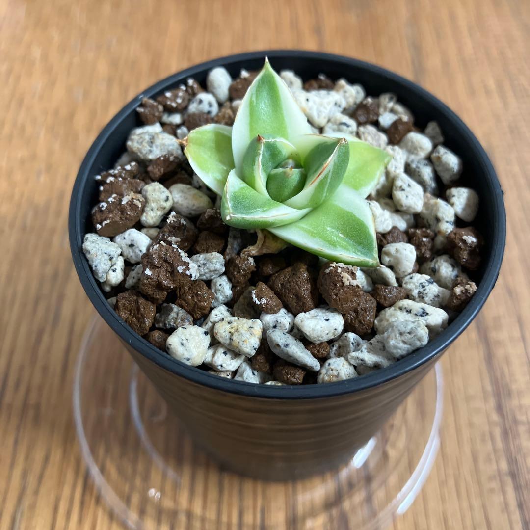 速達【鉢ごと発送】③特選　斑広め　アガべ　王妃笹の雪A型　ピンキー　白覆輪　TC