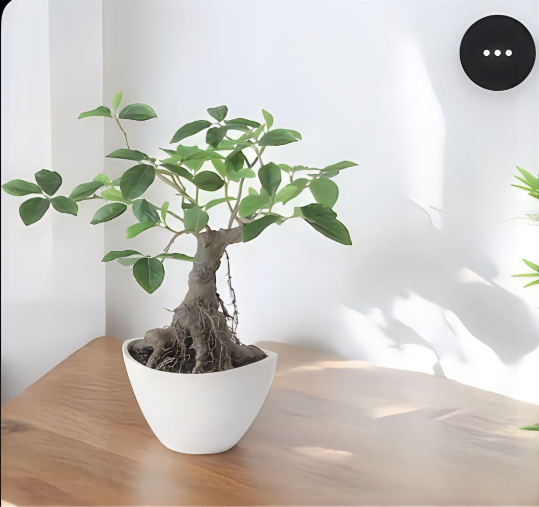 光触媒　人工観葉植物　ウォールグリーン　フェイクグリーン　ガジュマルボウル