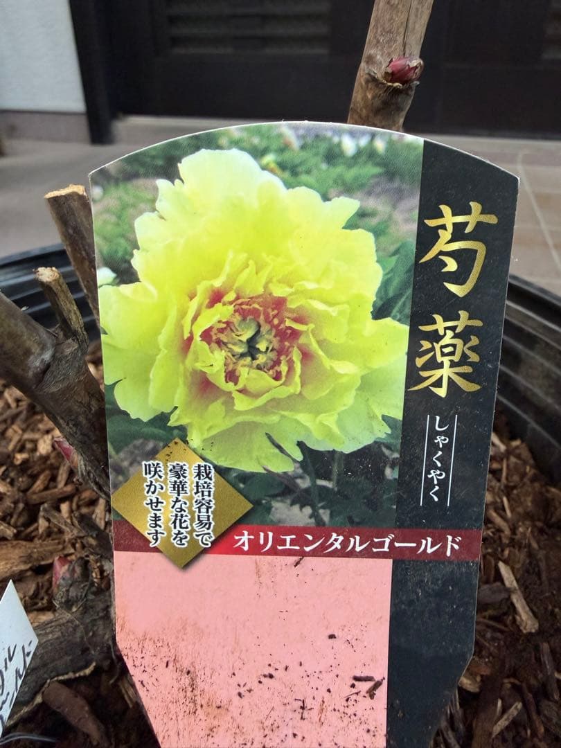 芍薬苗　オリエンタルゴールド　特大株　鉢ごと発送
