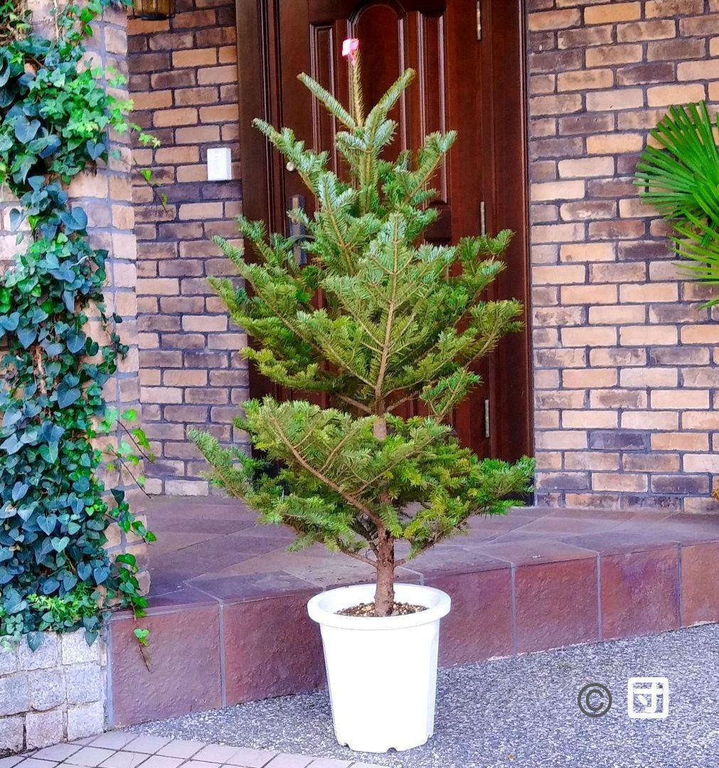 もみの木 モミの木 苗木 大型175cm❗整った樹形❗クリスマスツリー 鉢植済