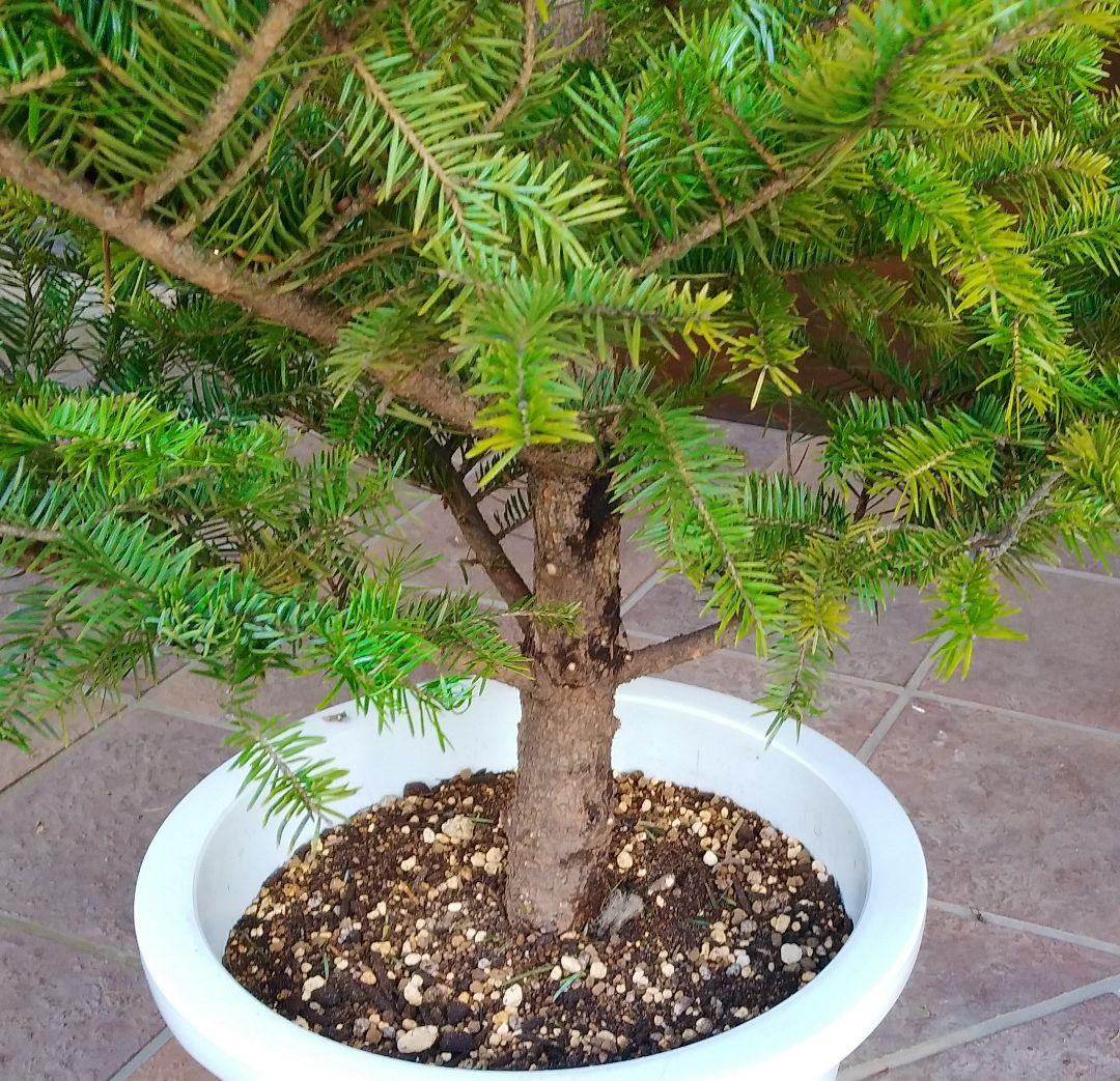 もみの木 モミの木 苗木 大型175cm❗整った樹形❗クリスマスツリー 鉢植済