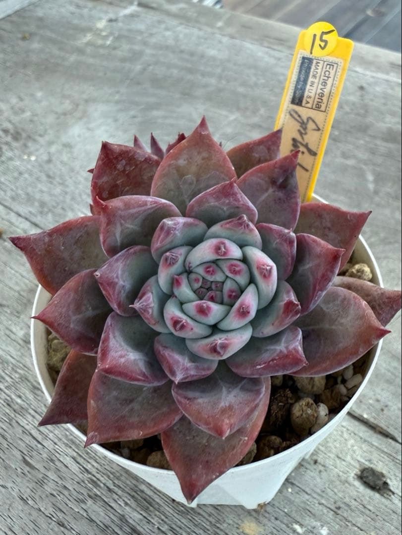 15 希少　SAMリンゼアナNo.6 カリフォルニア輸入　多肉植物