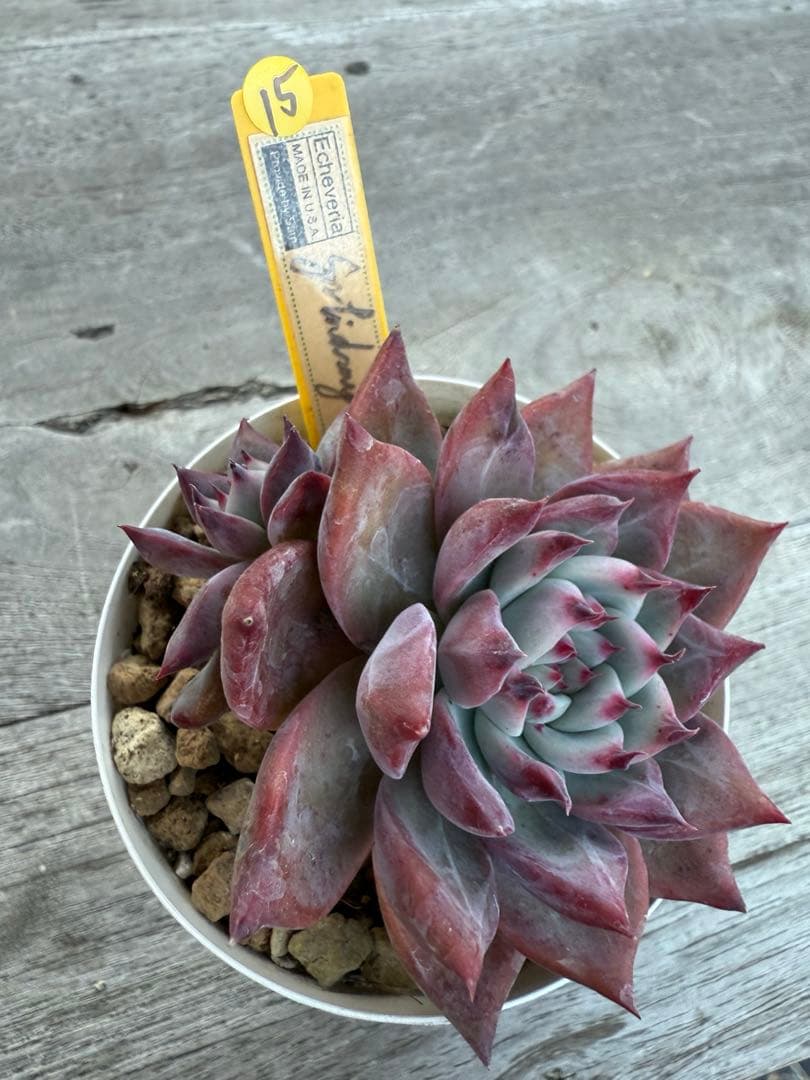 15 希少　SAMリンゼアナNo.6 カリフォルニア輸入　多肉植物