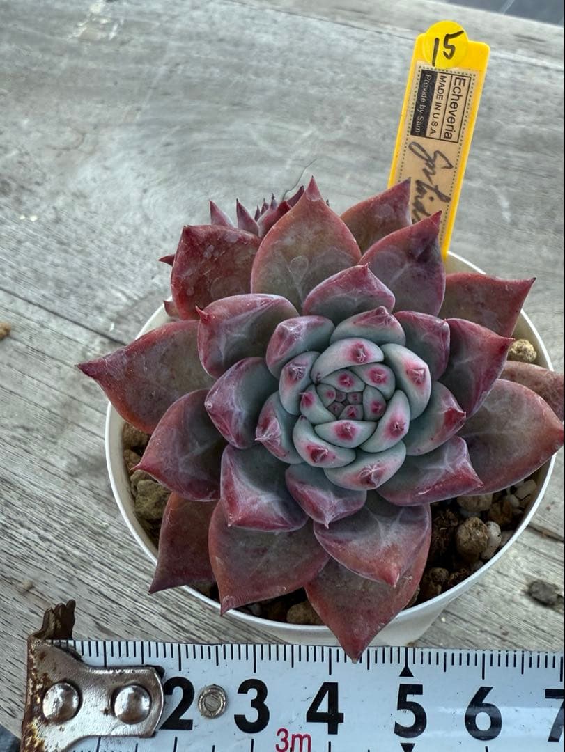 15 希少　SAMリンゼアナNo.6 カリフォルニア輸入　多肉植物