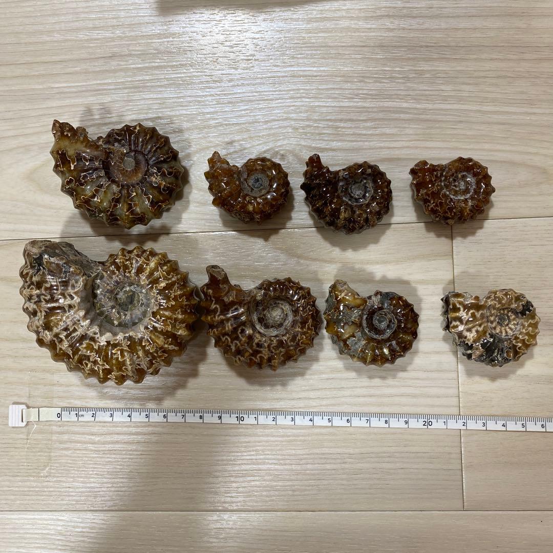 ア*パ様 アンモナイト　化石　まとめ売り　大量