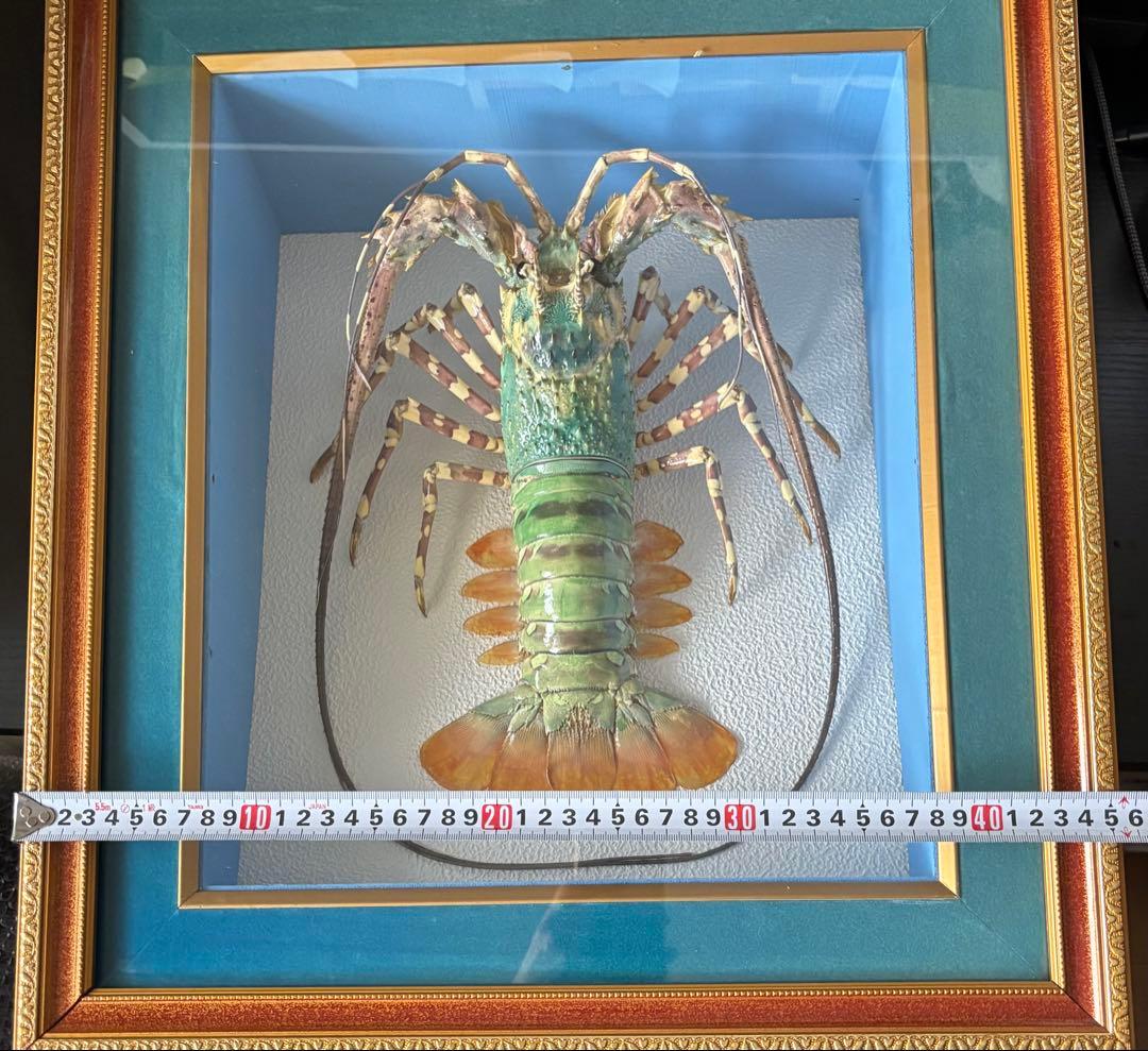 #額装標本 ニシキエビ 錦海老　伊勢海老　えび　剥製