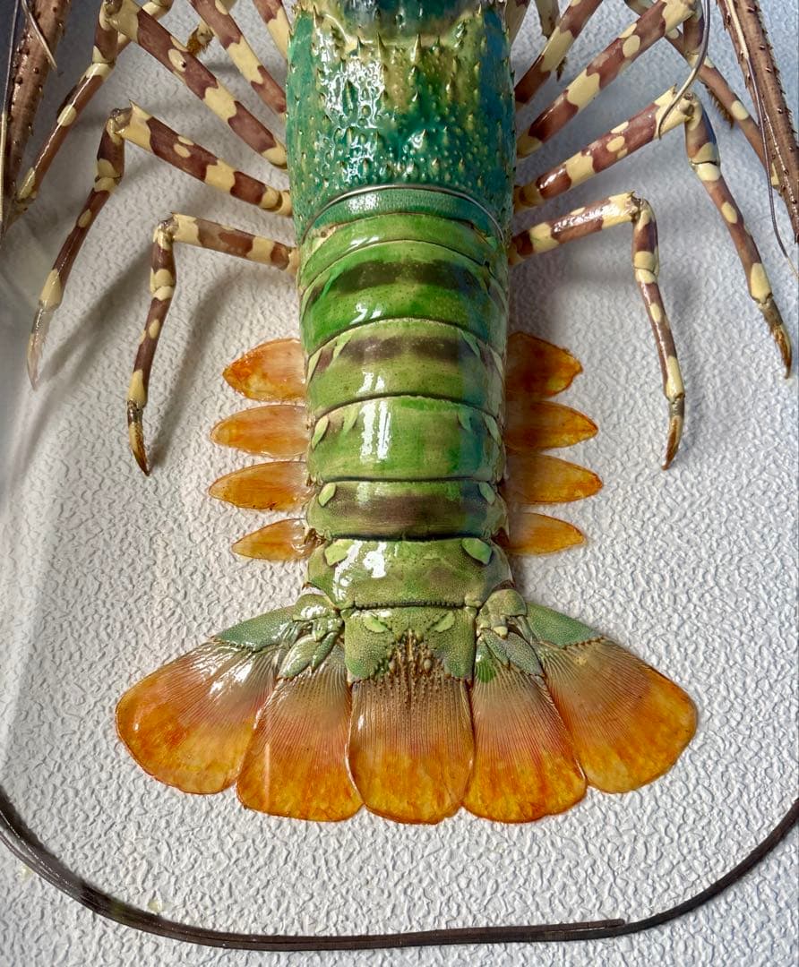 #額装標本 ニシキエビ 錦海老　伊勢海老　えび　剥製