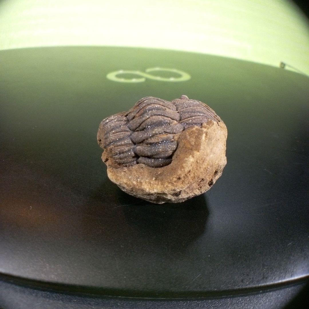 三葉虫　化石　ボリビア産　南アメリカ　trilobite　Bolivia三葉虫③