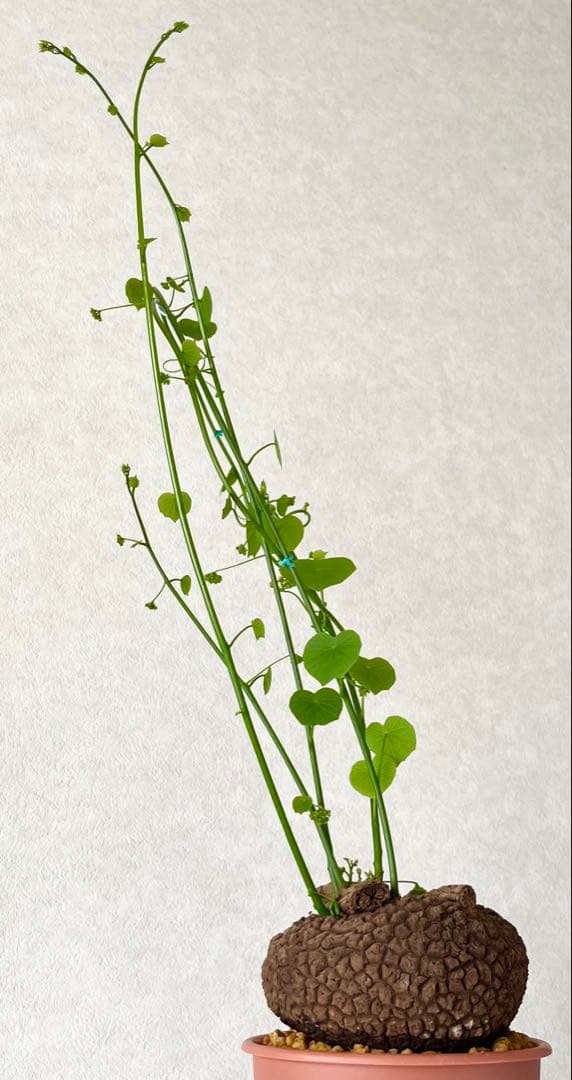 【超大株/塊根植物】ステファニア スベローサ 鉢植え ①
