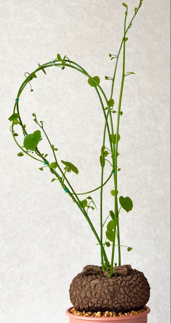 【超大株/塊根植物】ステファニア スベローサ 鉢植え ①