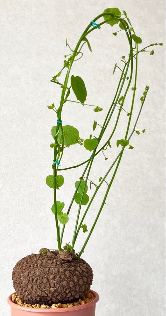 【超大株/塊根植物】ステファニア スベローサ 鉢植え ①
