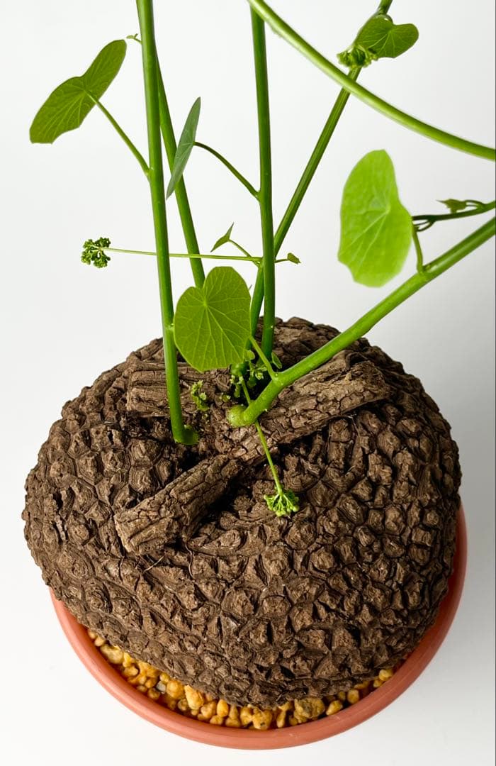 【超大株/塊根植物】ステファニア スベローサ 鉢植え ①