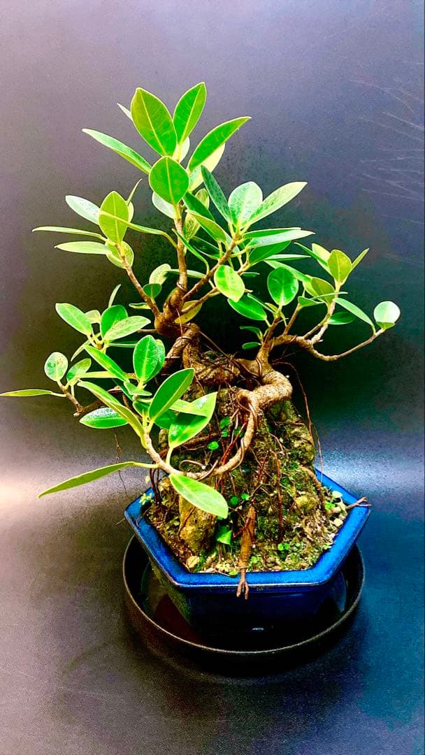 激レア！最高級 ガジュマル 盆栽 石抱き 奄美大島産②