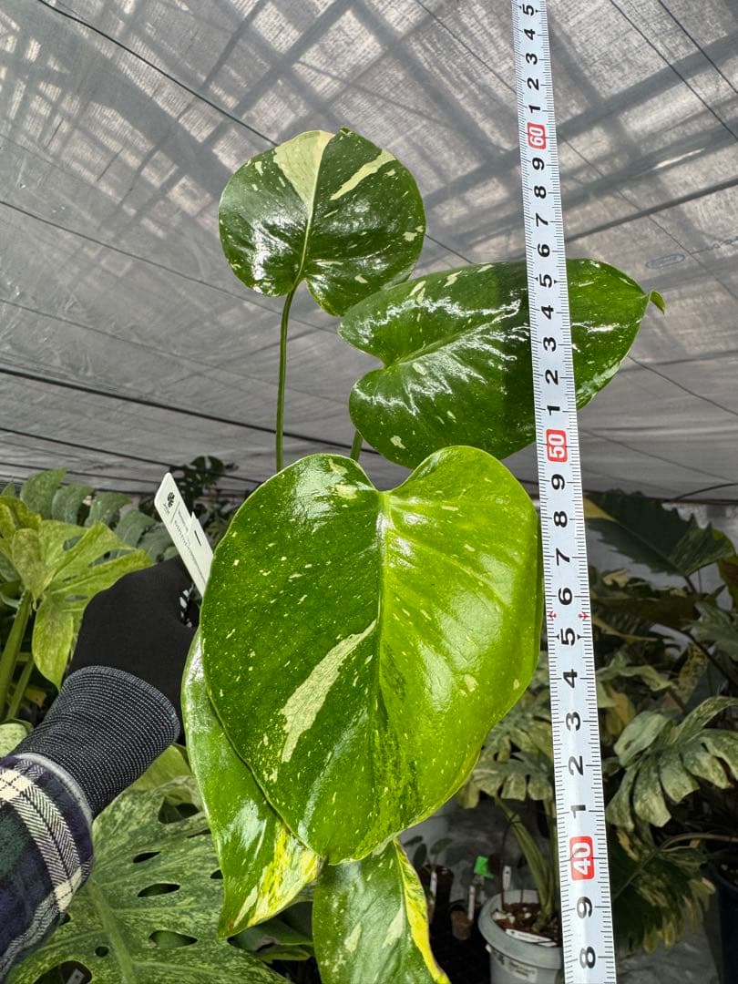 1モンステラ　タイコンステレーション　ミラクル　斑入り