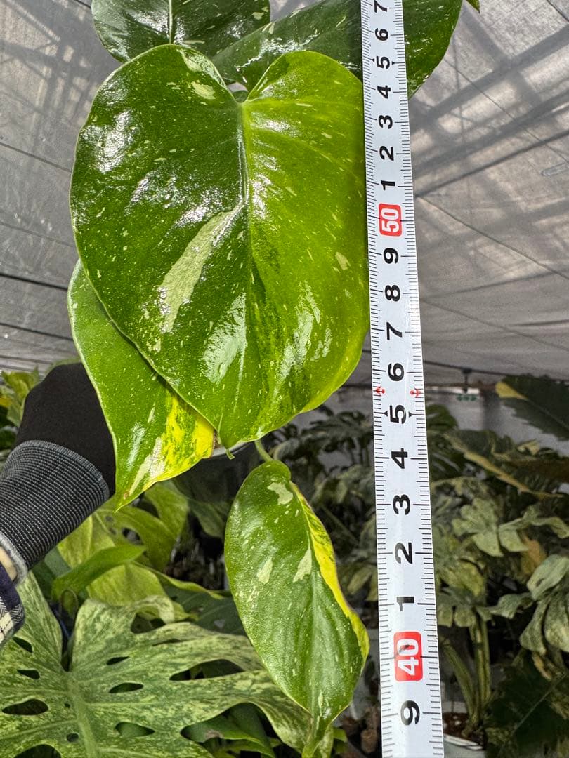 1モンステラ　タイコンステレーション　ミラクル　斑入り