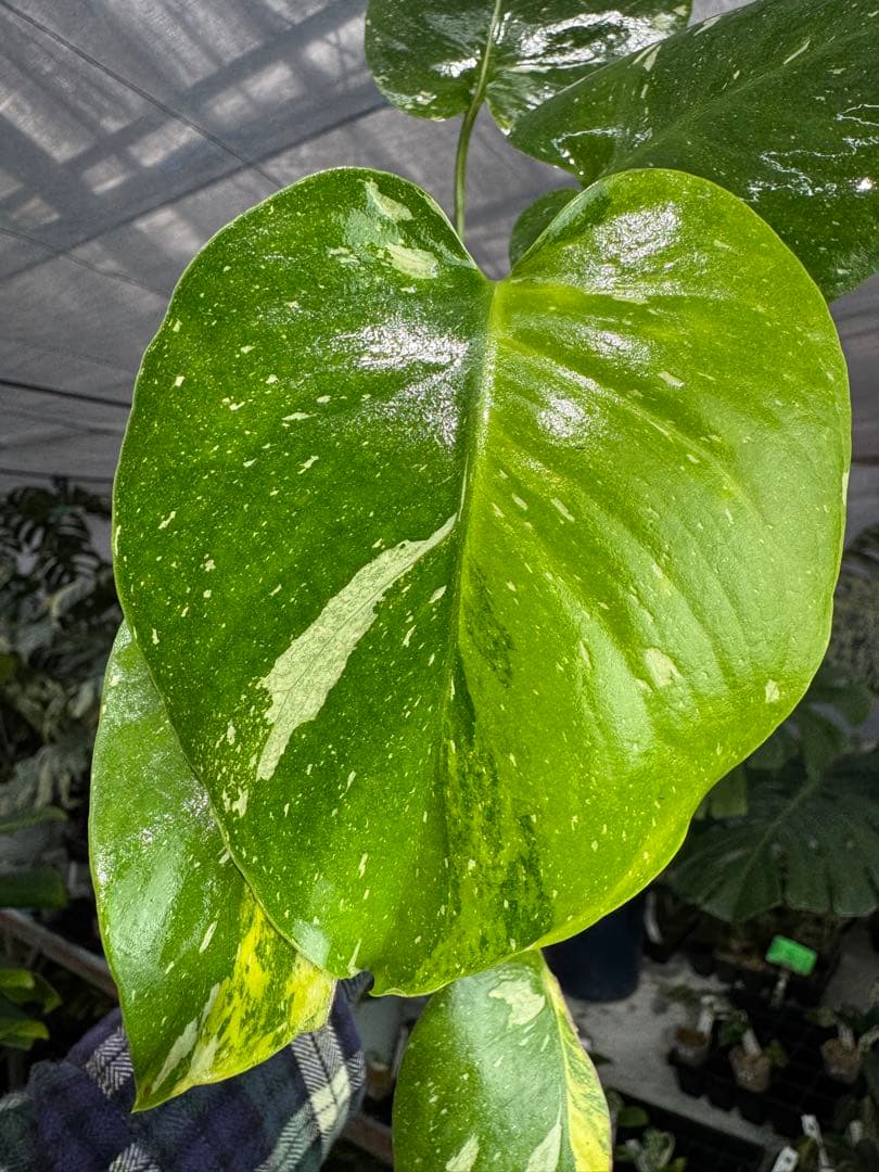 1モンステラ　タイコンステレーション　ミラクル　斑入り